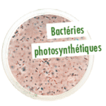 Bacteries-photosynthetiques
